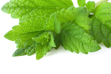 Wall Mural - Bunch of lemon balm or melissa plant isolated on white background