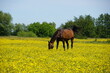 Pferde auf blühender Weide