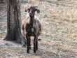 Cute dappled brown goat standing on hay on farm yard. Domestic animals breeding