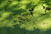 Green Duckweed On A Pond. Natural Background