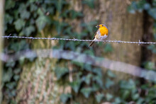 European Robin, Erithacus Rubecula, Perched On A Barbed Wire Against A Natural Green Tree Background. High Quality Photo
