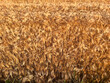 Ripe wheat field with warm sunset light
