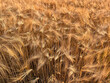 Ripe wheat field with warm sunset light