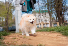 Person Running With Her White Fluffy Cute Pomeranian In A Park. Training Of Domestic Purebred Dogs. Low Angle View