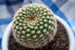 mały kaktus w białej doniczce z bliska  