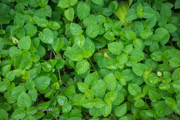 Green Leaves background, Vertical with tropical green leaf tree fence for background.