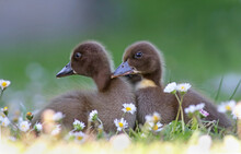 Two Cute Ducklings (Anas Platyrhynchos) Sleeping On The Grass Field By The River. Tiny Mallard Ducklings Taking A Nap After Looking For Food On A Meadow In Lugo, Spain. Sleepy Ducks On Grass.