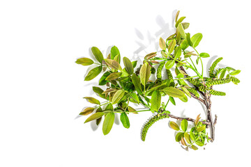 Blooming walnut branch isolated on a white background. Young leaves and flowers catkins