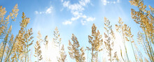 Field Dry Fluffy Grass Against Blue Sky, Beautiful Natural Background. Summer Or Autumn Season. Rustic Peaceful Sunny Landscape. Copy Space. Banner