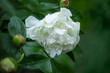 biała piwonia rozwija się w ogrodzie pełnym zieleni, white peony