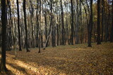 Fototapeta Na ścianę - Jesienny krajobraz.