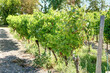 Pieds de vignes en Charente-Maritime France