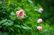 różowe róże na krzaku w ogrodzie pełnym zieleni