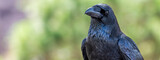 Glossy black raven with a green out of focus background