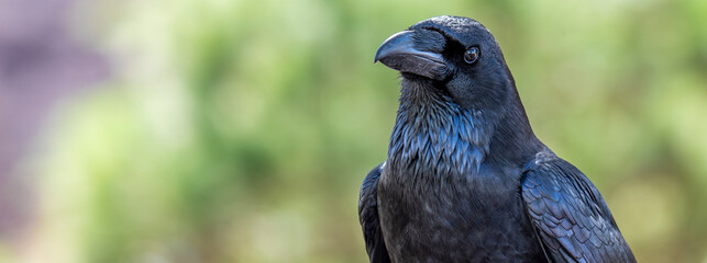 glossy black raven with a green out of focus background