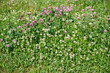 Trifolium L. koniczyna na łące 