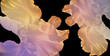 Grafika cyfrowa z motywem kwiatu irysa w odcieniach jasnej żółci i fioletu na czarnym tle, przeznaczona do druku na tkaninie, ozdobnym papierze oraz jako obraz na ścianę i fototapeta.
