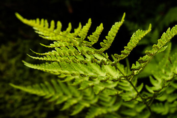 Wall Mural - Growing light green fern in black background, close-up