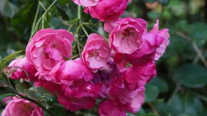 Poster - pink rose flower