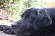 Fotografie eines schwarzen Labrador-Retrievers. Alter Labrador in Nahaufnahme. Schwarzes Hundegesicht, Profil, Augen, Ohren, Nase. Tierporträt im Garten. Fotografieren bei Tageslicht. Der beste Freund