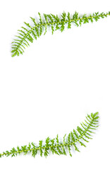 Sticker - green leaves isolated on white background