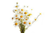 Fototapeta Kawa jest smaczna - Bouquet of Chamomiles or Daisy isolated on a white background.