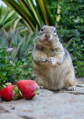 Strawberry Squirrel 1