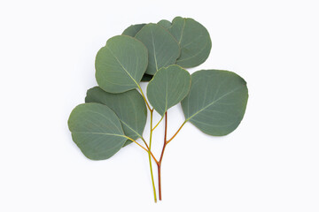 Green leaves of eucalyptus on white