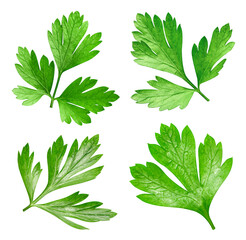 Wall Mural - Parsley isolated on white background