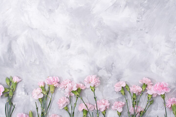  loose pink carnations scattered on cement background, spring holidays, valentine