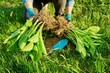 © Valerii Honcharuk - Close-up of spring dividing and planting bush of hosta plant