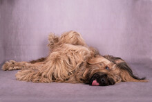 The Portrait Of Briard (Berger De Brie) Dog