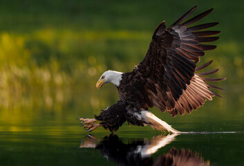 Poster - A Bald Eagle Fishing in Maine 