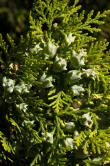 Poster - Thuja bush and its berries.