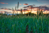 Fototapeta Niebo - Idyllic sunset over the wheat field in Poland