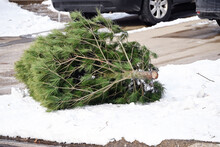 Discarded Christmas Tree