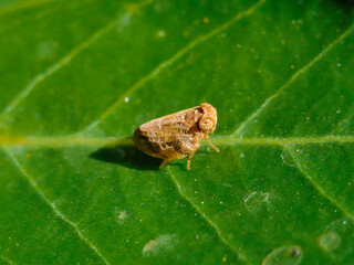 Macro of Insect on green leaf