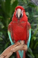 Sleepy Macaw Parrot Sitting On Branch