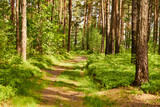 Fototapeta Fototapeta las, drzewa - leśna droga