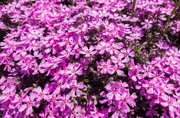 Wall Mural - Flowers of Phlox subulata in the graden at springtime.