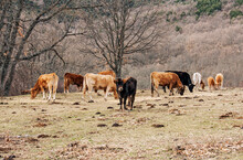 Cows Grazing In The Field