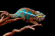 The beautiful Panther Chameleon (Furcifer pardalis) on tree branch.