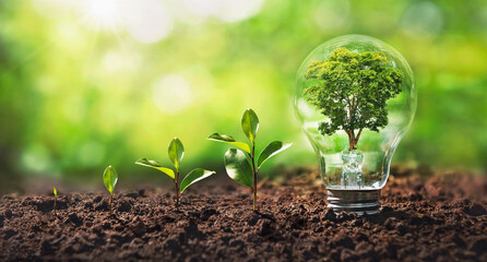 tree growing on light bulb with sunshine in nature and small plants growth stepe. saving energy and 