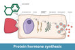 Process of protein hormone synthesis. Typical endocrine cell. Hormone or active metabolite stimulates receptor. A prohormone is transported through cell and secreted in active hormone form.