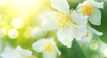 Jasmine Flowers Closeup. White Jasmin Flowers Blooming In Spring Garden. Aroma Therapy, Fragrant Tea, Perfume Ingredient. Botany Background. 