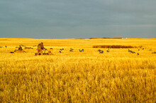 Waterfowl Hunters In A Saskatchewan Wheat Field. 