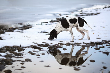 Sticker - Dog english pointer