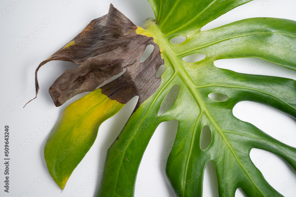 cycad plant Zamia furfuracea (Mexican Cycad) – Interior Foliage Design