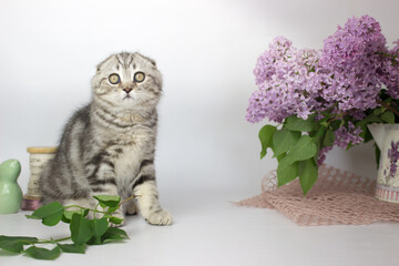 Wall Mural - Scottish Fold kitten on the white background wiht lilac flowers