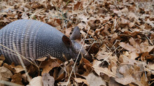 Armadillo In Leaves Within Texas Landscape Close Up Shows Wildlife In Nature.